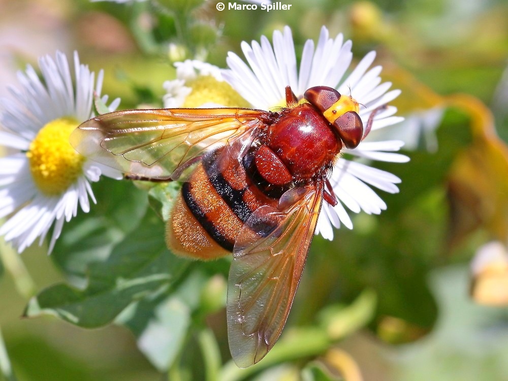 Volucella zonaria